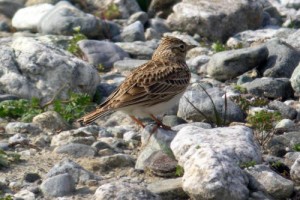 escludere l'allodola dalle specie cacciabili